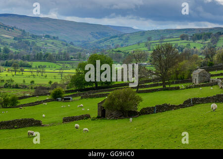 Vue sur les collines vallonnées de Swaledale près du village de Low Row dans le Yorkshire Dales, dans le Yorkshire du Nord, en Angleterre. Banque D'Images