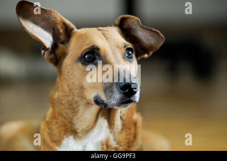 Portrait d'un chien. Race mélangée Banque D'Images