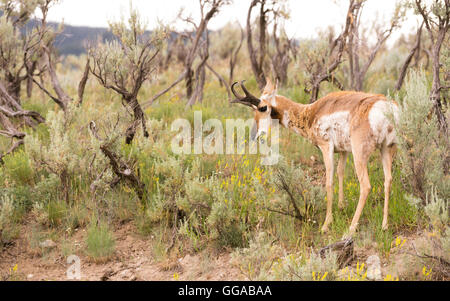 L'Antilope d'adultes Pâturage Pâturage Yellowstone d'animaux sauvages Banque D'Images