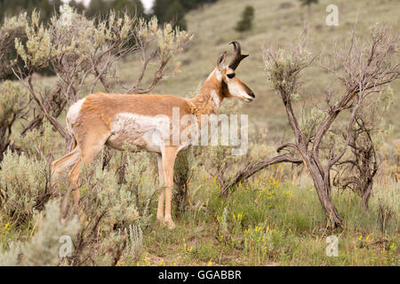 L'Antilope d'adultes Pâturage Pâturage Yellowstone d'animaux sauvages Banque D'Images