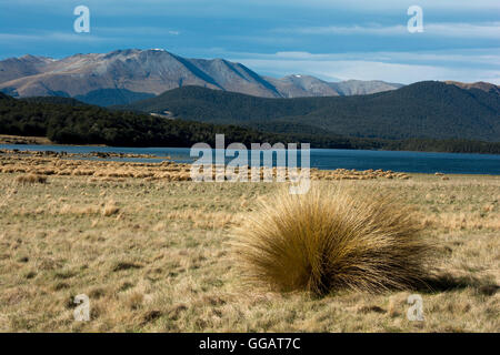 Sur les rives du Lacs Mavora faibles précipitations crée tussock prairies dans les Alpes du sud de la Nouvelle-Zélande. Banque D'Images