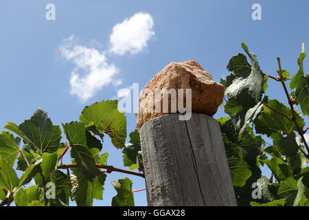 Vue de dessous dans le ciel bleu avec des feuilles sur une vigne à l'avant et d'une pièce de vigne le sol sur un poteau de clôture Banque D'Images