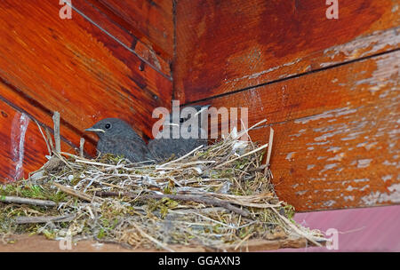 Un nid avec trois petites birdies affamées. Banque D'Images