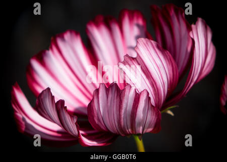 Close up of a rose et blanc à rayures Cosmos fleur avec un fond sombre Banque D'Images