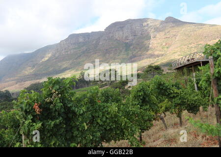 Vue sur un vignoble dans la table de montagnes à Klein Constantia vineyard à Cape Town en Afrique du Sud Banque D'Images