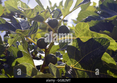 Figues (Ficus carica) en soleil sur la branche à Katelios sur l'île grecque de Céphalonie, Grèce, Europe EU Banque D'Images