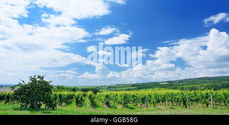 Vignoble Sobes en Moravie du Sud, près de la ville de Znojmo en République tchèque. L'une des plus anciennes et les mieux placés vignoble d'Europe. Vineya Banque D'Images