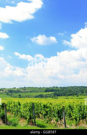 Vignoble Sobes en Moravie du Sud, près de la ville de Znojmo en République tchèque. L'une des plus anciennes et les mieux placés vignoble d'Europe. Vineya Banque D'Images