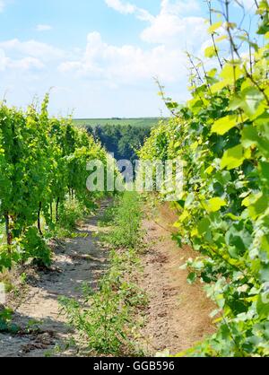 Vignoble Sobes en Moravie du Sud, près de la ville de Znojmo en République tchèque. L'une des plus anciennes et les mieux placés vignoble d'Europe. Vineya Banque D'Images