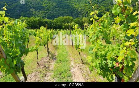 Vignoble Sobes en Moravie du Sud, près de la ville de Znojmo en République tchèque. L'une des plus anciennes et les mieux placés vignoble d'Europe. Banque D'Images