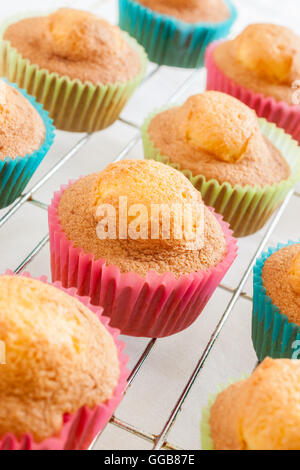 Boulangerie Pâtisserie cupcakes ou fairy cakes à l'éponge sur une grille de refroidissement Banque D'Images