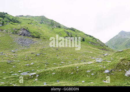 Photo de Capra vert pic, et un champ rempli de moutons paissant dans les montagnes de fagaras, Roumanie. Banque D'Images