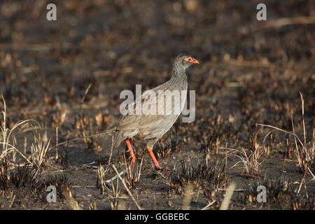 Francolin à bec rouge (red-necked Pternistis afer) dans le Parc national Queen Elizabeth, en Ouganda Banque D'Images