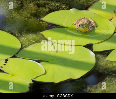 Bullfrog assis dans un marais avec lilly pads. Banque D'Images