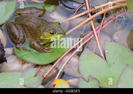 Bullfrog assis dans un marais avec lilly pads. Banque D'Images