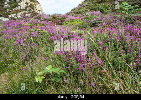 Heather sur la côte ouest de l''Anglesey, brise-lames à Holyhead Country Park, près de Holyhead, Amérique du Walesm UK Banque D'Images