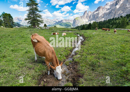 Vaches dans Sella Pass, Dolomites italiennes Banque D'Images