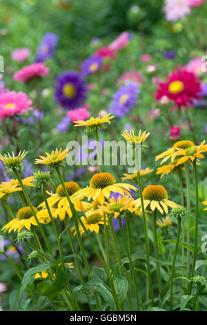 L'échinacée hybrida 'Cheyenne Spirit' coneflowers en face du géant Aster fleurs mixtes andrella unique dans un jardin anglais Banque D'Images