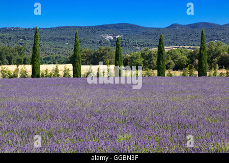 Paysage près de Gordes en Luberon, France Banque D'Images