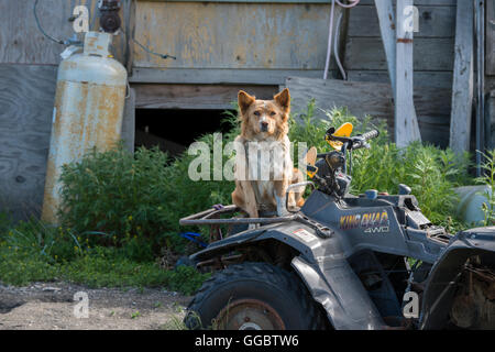 Alaska, Nome, les sites touristiques le long de l'autoroute de l'Nome-Teller Bob Blodgett (aka Teller Road). La ville éloignée de Teller, chien en VTT. Banque D'Images