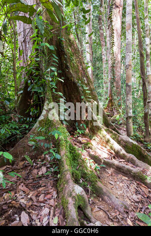 Partie inférieure du tronc ou un arbre feuillu trouvés dans la forêt tropicale, Sabah, Malaisie Bornéo, montrant d'énormes contreforts pour supporter le poids Banque D'Images