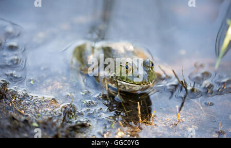 (Lithobates catesbeianus grenouille taureau américain camouflés dans habtat) Banque D'Images