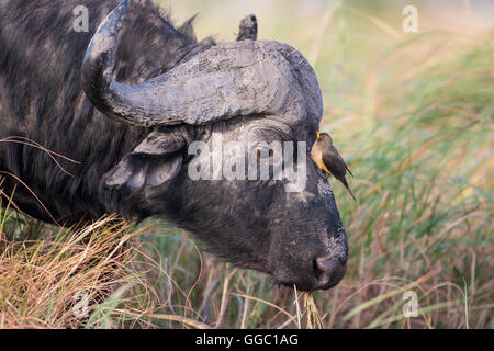 Gros plan d'une tête de buffle du Cap Syncerus caffer avec un Oxpecker sur son visage Banque D'Images