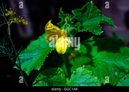 Le concombre en fleur Banque D'Images