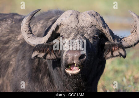 Face close up d'une tête de buffle du Cap Syncerus caffer avec bouche ouverte partiellement sur les rives de la rivière Chobe, au Botswana Banque D'Images