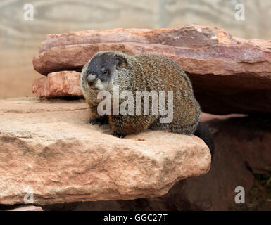 Marmotte commune, Marmota monax Banque D'Images