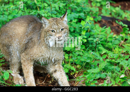 Lynx du Canada, Lynx canadensis Banque D'Images