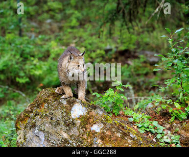 Lynx du Canada, Lynx canadensis Banque D'Images