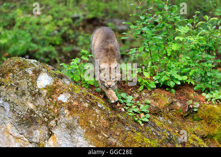 Lynx du Canada, Lynx canadensis Banque D'Images