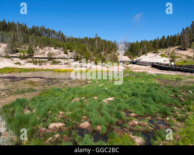 Région du volcan de boue, le Parc National de Yellowstone Banque D'Images