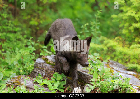 Grey Wolf pup, Canis lupus Banque D'Images