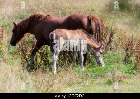 Soft image de jument et son poulain dans le champ. Banque D'Images