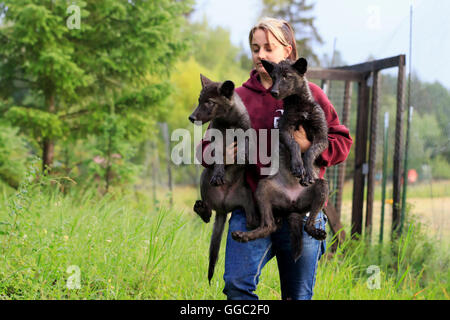 Gray wolf pups, Canis lupus. Un gardien détient deux 3 mois chiots de loup gris. Banque D'Images