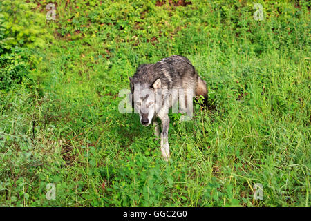 Gray wolf, Canis lupus Banque D'Images