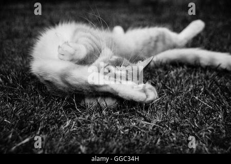 Image en noir et blanc chat domestique étendu endormi montrant ventre sur l'herbe Banque D'Images