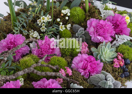 Détail d'une capture d'écran de fleurs d'Australie Banque D'Images