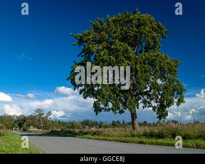 Grande belle arbre isolé près de la route sur une prairie en fleurs en été en août, sous un ciel bleu avec des nuages Banque D'Images