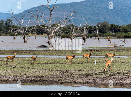 Impala à côté du lac Manze dans le Selous de Tanzanie Banque D'Images