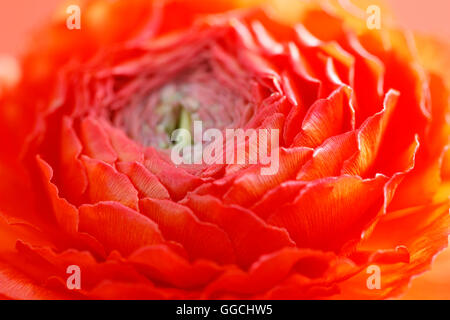 Rouge vibrant, été ranunculus capitule Jane Ann Butler Photography JABP1520 Banque D'Images