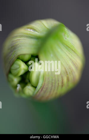 Agapanthus gousse débordant d'énergie de la nature Photographie Jane Ann Butler JABP1537 Banque D'Images