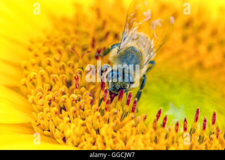 Macro d'abeille sur fleur. Banque D'Images