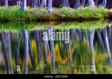Palm arbres se reflétant dans l'eau d'Lahuipua Kaaiopio et un des étangs. Hawaii Island Banque D'Images