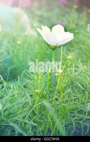 Fleur de cosmos blanc (également appelé comme l'aiguille d'espagnol, de fleurs Cosmos sulphureus Cav. Bidens bipinnata L., C. Sulphureus, flux papier Banque D'Images