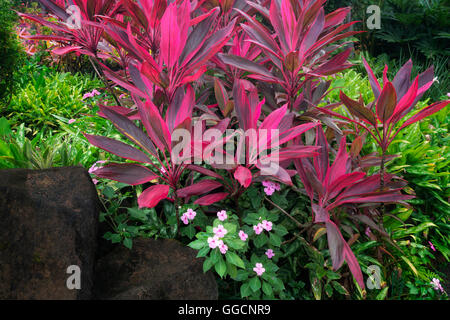 Ti rouge Cordyline Fruticosa (plante) à Na Aina Kai Botanical Gardens, Kauai, Hawaii