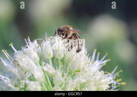 Abeille sur fleur blanche Banque D'Images