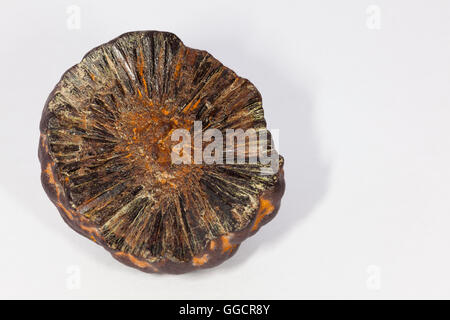 La pyrite de fer ou nodule concrétion, FeS2, à partir de la plage à l'Est de la Baie d'usure, Folkestone, Kent UK . Banque D'Images